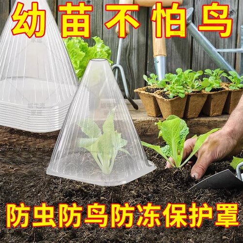 蔬菜植物罩瓜苗菜苗幼苗育苗