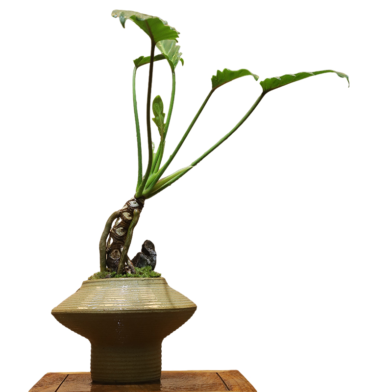 龙鳞小天使盆景绿植摆件禅意客厅装饰品玄关柜办公室景观酒店造景