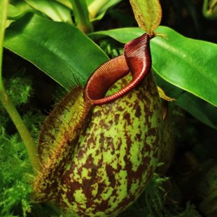 虎克猪笼草 包邮 食虫草 奇趣绿植盆栽 食人花 食虫植物