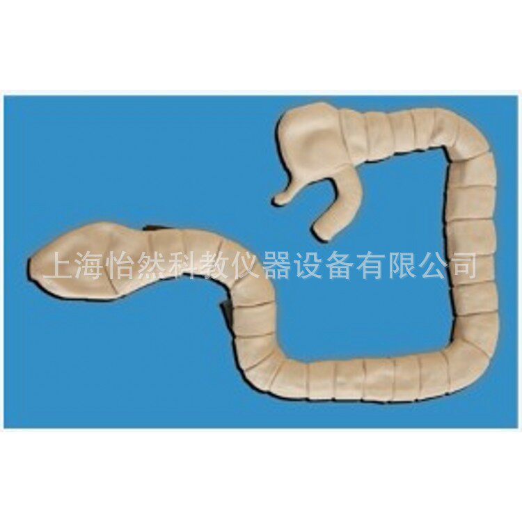 乙状结肠镜检查模型