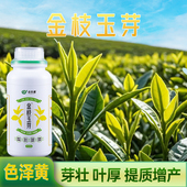 金枝玉芽增黄叶嫩叶面肥催芽显黄芽头肥厚紧实抗逆农用专用肥料