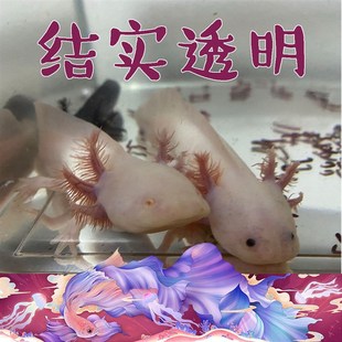 六角恐龙蝾螈宠物鱼缸饲养盒子塑料箱不带盖亚克力小型水族箱