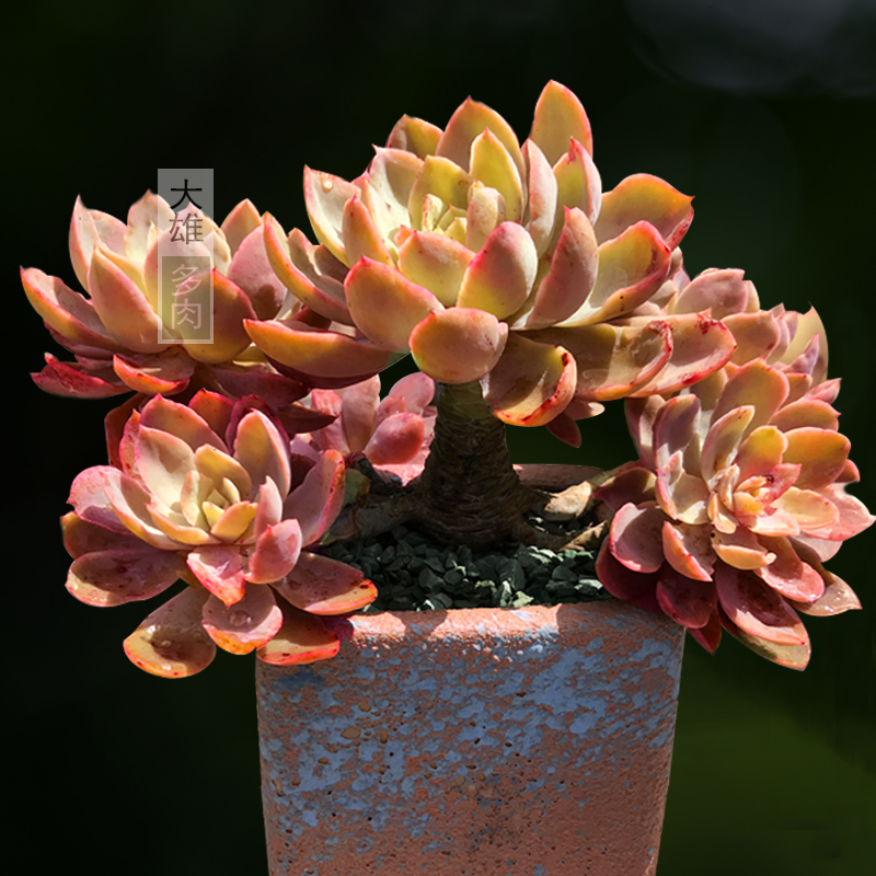 一物一拍 多肉植物丝绸面纱巨型大株阳台好养精品老桩组合盆栽花