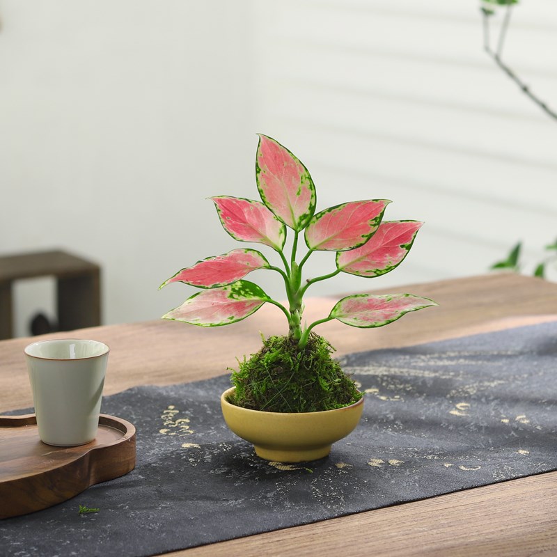 须惠季盆栽吉利红植物客厅室内桌面摆件好养绿植盆景花卉净化空气