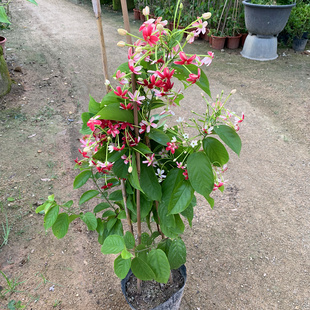 使君子花苗爬藤植物重瓣藤类攀爬花卉室外庭院阳台围墙水君子花苗