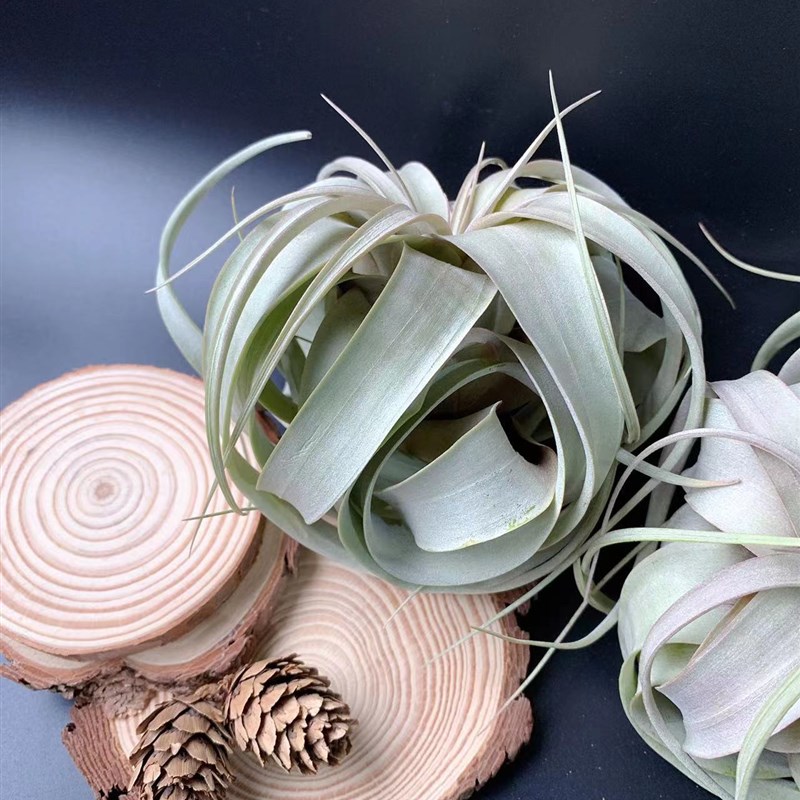 中号长叶Q霸霸王 盲拍优选空气凤梨空凤无土植物办公室绿植