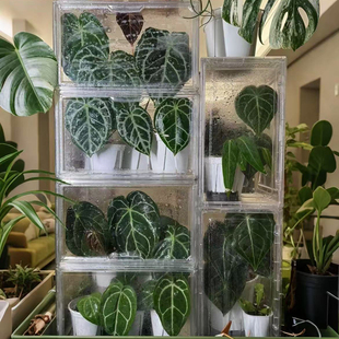 ?植物闷养箱花房育苗保温箱家庭温室暖棚阳台热带植物箱保湿置物