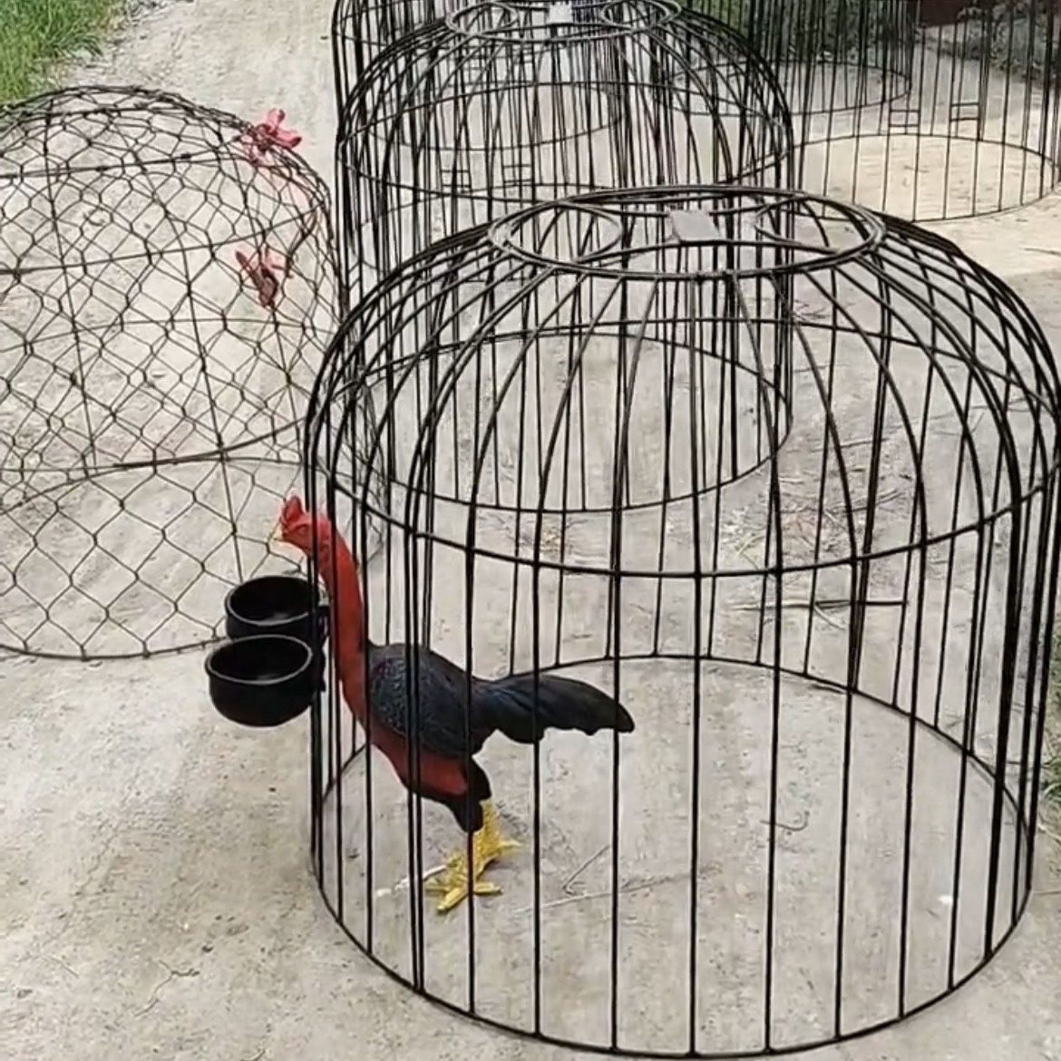 斗鸡斗鸡斗鸡钢筋斗鸡笼罩斗鸡笼子大号笼家用铁笼子折叠鸡罩罩