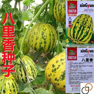 八里香飘香甜瓜种子种籽孑大全南方北方特甜香瓜早熟高产四季香甜