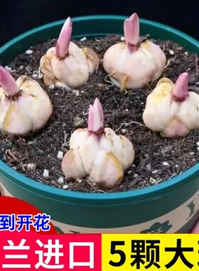 进口香水百合种球四季室内外阳台多头带牙百合耐寒好养重瓣种植