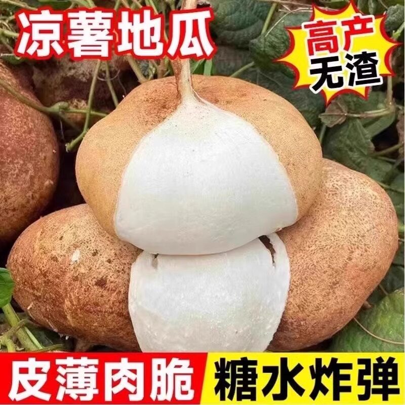 凉薯地瓜种子牧马山地瓜早熟高产水果地瓜沙葛凉薯豆薯种籽子秧苗