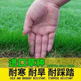 草坪草籽四季常青护坡固土狗牙根马尼拉庭院草皮草子绿化黑麦草种