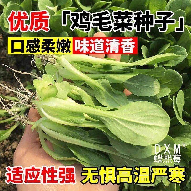 四季速生鸡毛菜菜种籽孑上海青白菜蔬菜阳台盆栽抗热春秋菜籽秧苗,鲜花速递/花卉仿真/绿植园艺,家庭园艺种子,淘宝优惠券,粉丝福利购,淘宝优惠卷