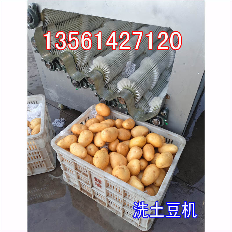 自动洗地瓜机器洗洋芋机器毛辊清洗机