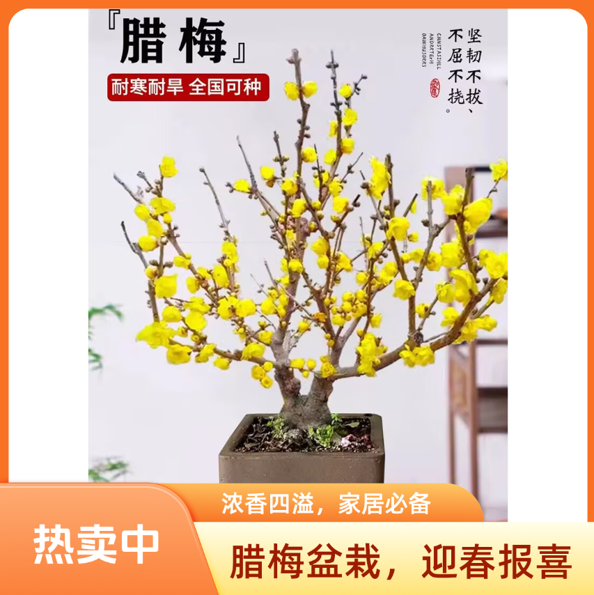 鄢陵腊梅年宵花卉精品造型蜡梅一物一拍