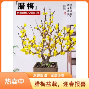 鄢陵腊梅年宵花卉精品造型蜡梅一物一拍