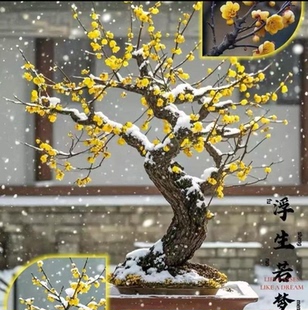 鄢陵梅园地景老桩蜡梅十年老桩蜡梅