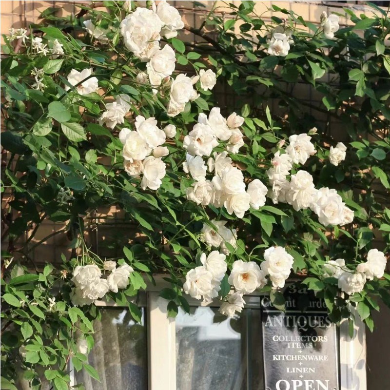 藤本多头白月季花大苗藤冰山阳台庭院四季开浓香爬藤蔷薇玫瑰月季