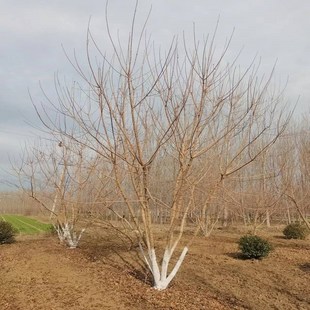 绿化风景树 植物树苗 丛生五m角枫6m 绿色系园林绿化工程乔木苗