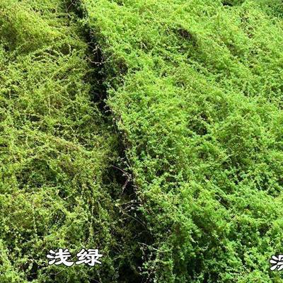 仿真青苔红网绿色苔藓地皮花艺软藓装仿真椰丝青苔草皮
