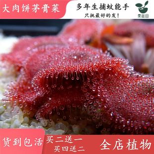 可爱迷你造景缸景观食虫植物食虫草植物界粘虫纸 大肉饼茅膏菜