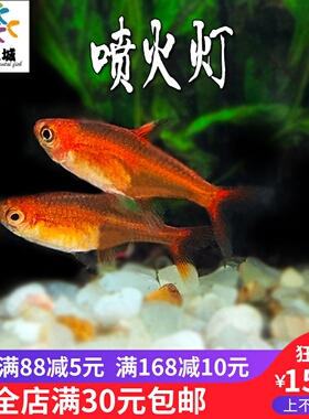 灯鱼喷火灯火光灯红色灯科鱼草缸群游鱼热带红色观赏小型红火色鱼