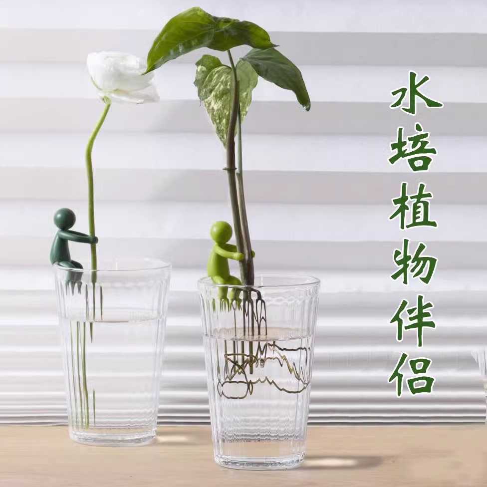 水培植物支撑扶正龟背竹生长伴侣