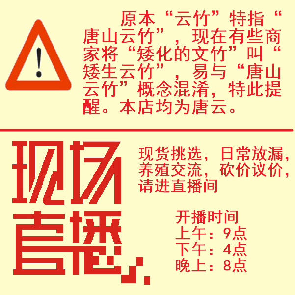 云竹原盆唐山云竹唐山矮文竹云松竹唐山矮生云竹盆栽包邮植物