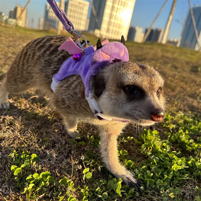 【狐獴王国】狐獴丁满宠物外出牵引绳恶魔抱婴袋