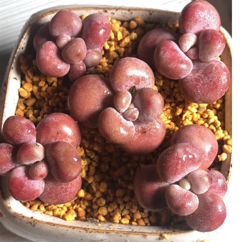 丸叶桃蛋多肉老桩 带杆正宗腰子蛋桃之桌面植物迷一物一拍包邮红