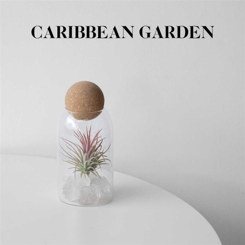 加勒比花园 空气凤梨 无土栽培 室内好养懒人植物 许愿瓶创意礼物