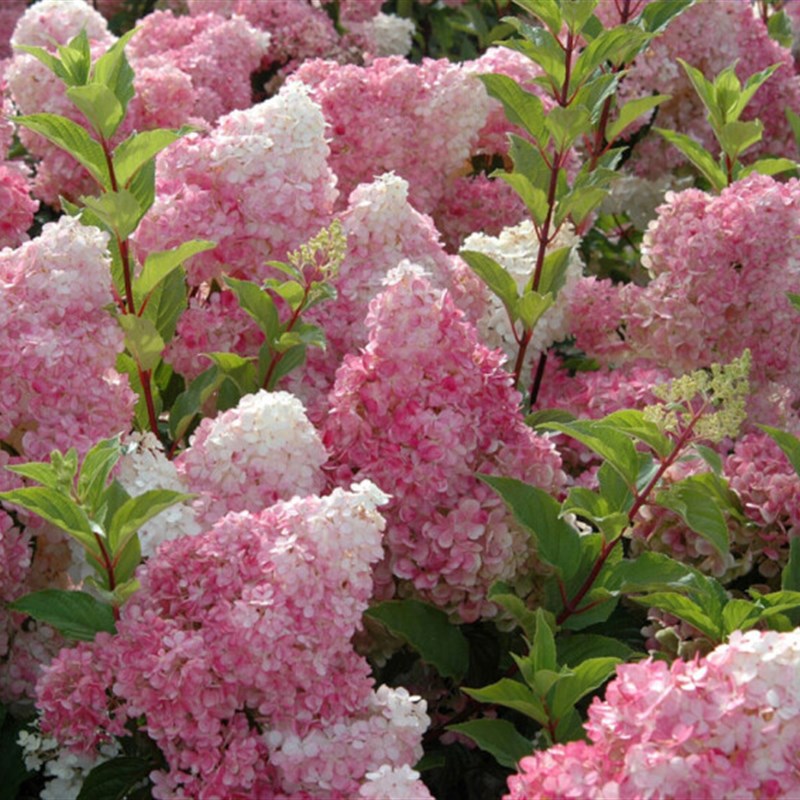 黄姐园艺欧洲木绣球玫瑰石灰灯香草草莓粉色贝拉安娜热门加仑盆栽