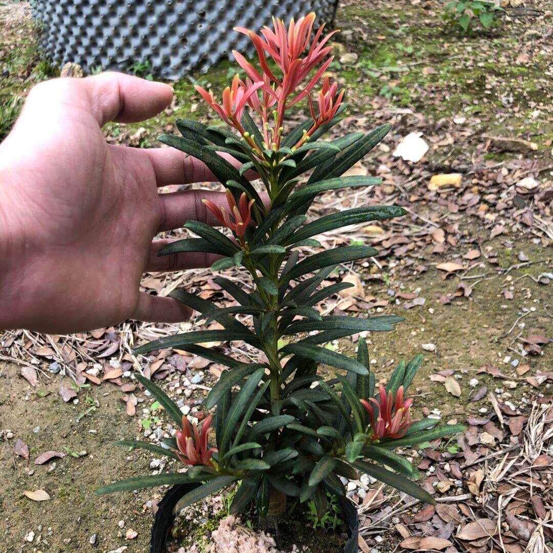 稀有紫金海岛菊花芯罗汉松名贵彩菊金钻红芽小红帽罗汉松盆景新品