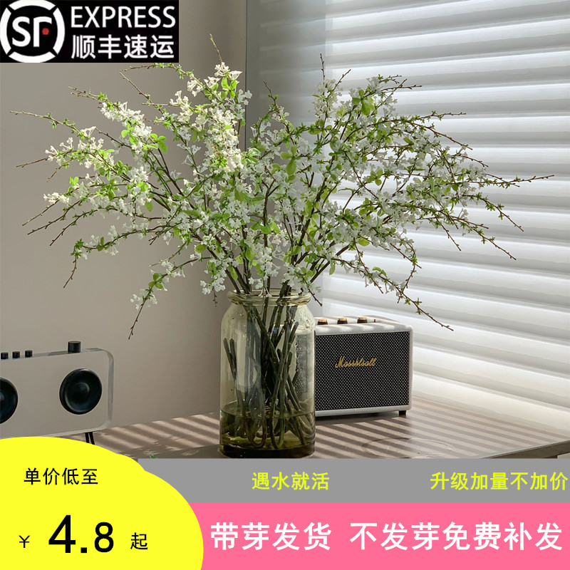 雪柳鲜枝水培乾燥树枝支懒人绿植物室内鲜切鲜花遇水培开冬季花卉