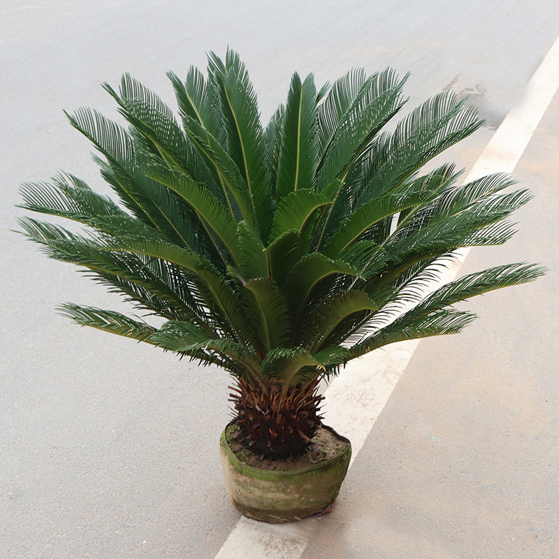 铁树苗铁树盆栽植物大型室外树苗室内门口两侧公母可水培小苗苏铁