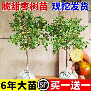 枣树活苗大枣超甜带土球南北方沾化冬枣大树矮化嫁接苗超甜特大号