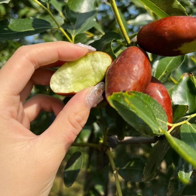 枣树活苗果带土球种植嫁接