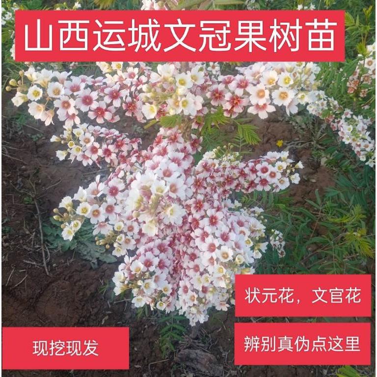 文冠花树苗状元花大树文冠果树苗文官花红花树苗庭院文冠盆栽老桩