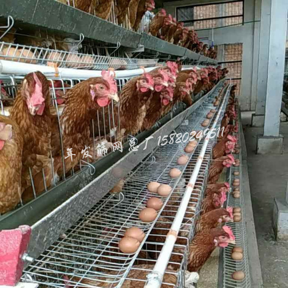 广州蛋鸡笼子 三层四门阶梯式防锈镀锌铁丝网养殖笼