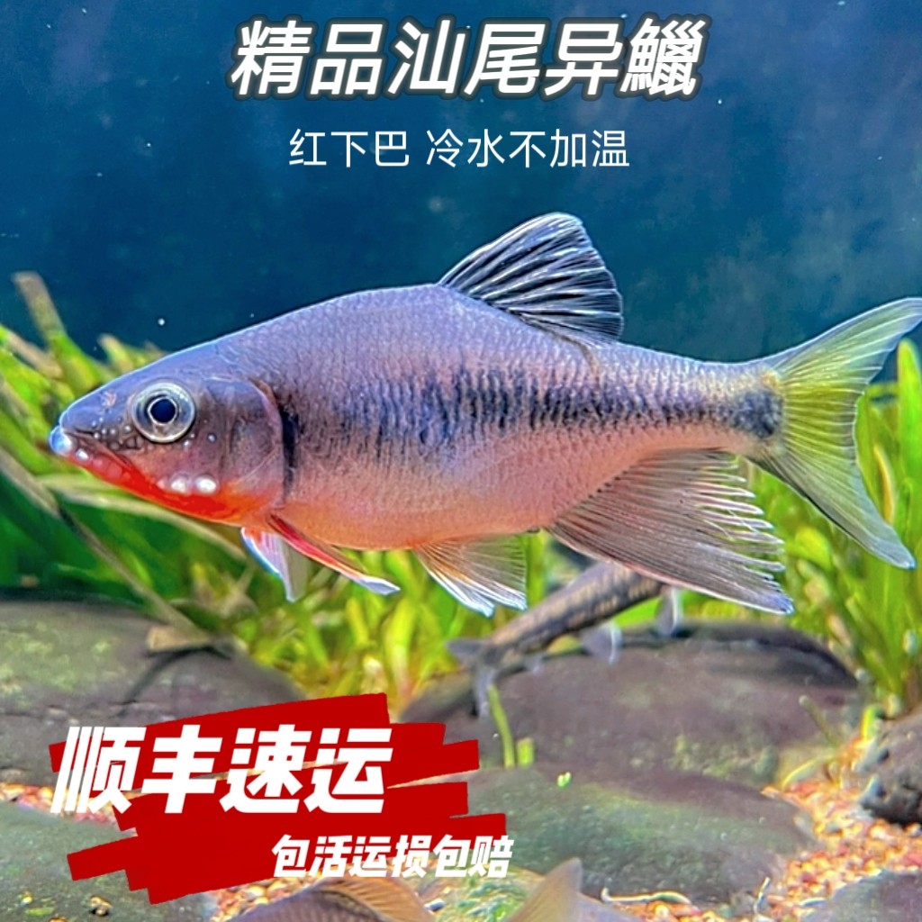 原生鱼汕尾流域海南鱲汕尾异鱲红下巴观赏鱼不加温耐养群游鱼
