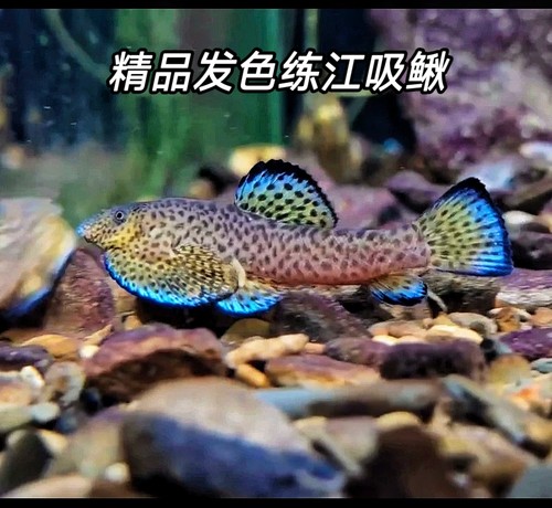练江吸鳅鱼宽头拟腹吸鳅