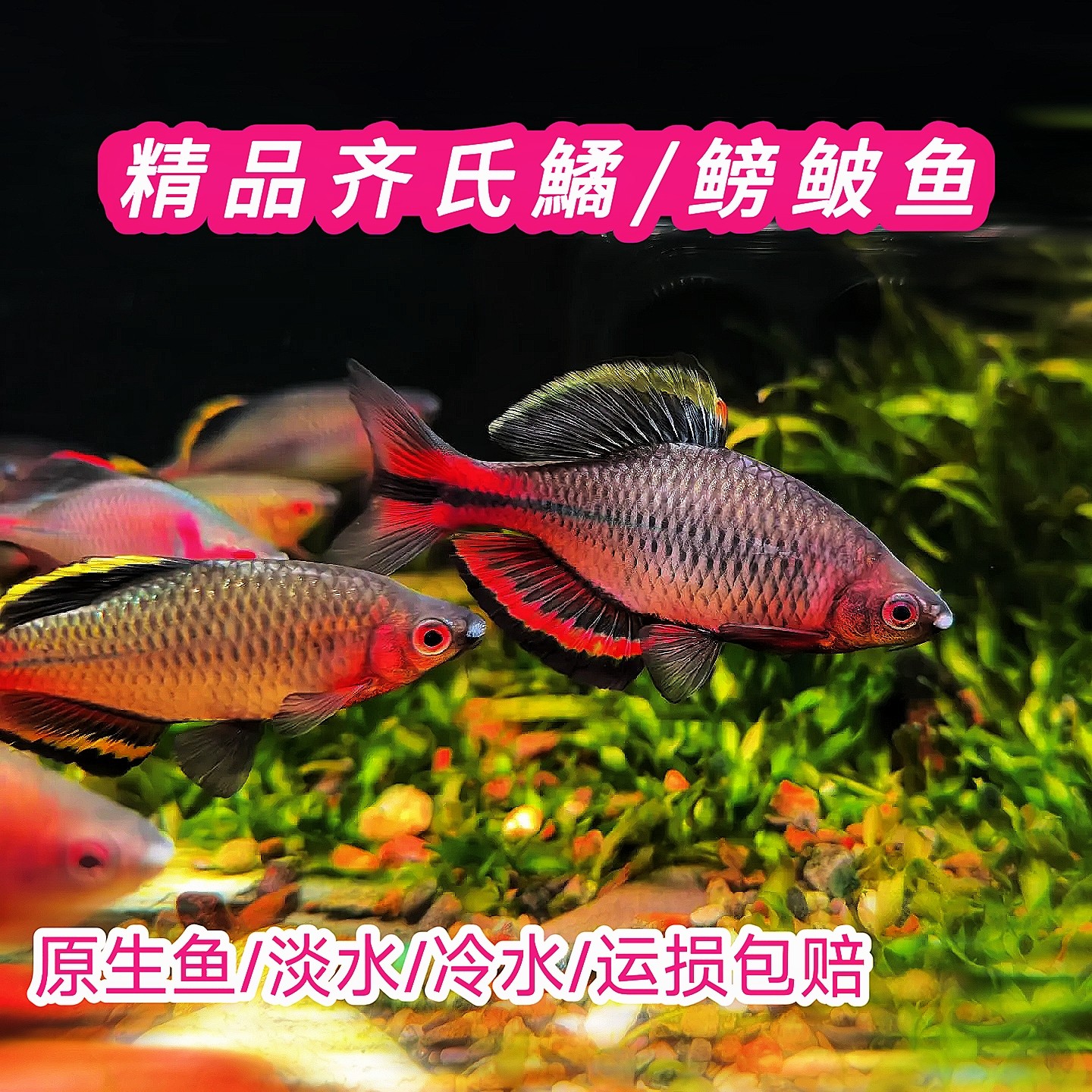 原生鱼汕尾齐氏鱊红边鳑鲏火山鳑鲏广东齐氏鱊发色艳丽鳑鲏鱼,宠物/宠物食品及用品,鱼,淘宝优惠券,粉丝福利购,淘宝优惠卷