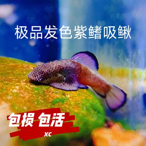 紫鳍吸鳅鱼活体冷水发色工具鱼