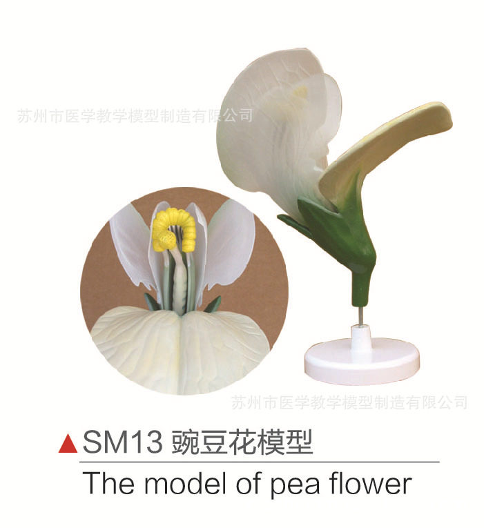SM13豌豆花模型