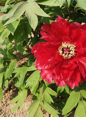 芳记纪牡丹花苗红色正宗多分枝大苗菏泽洛阳牡丹大王盆栽阳台庭院