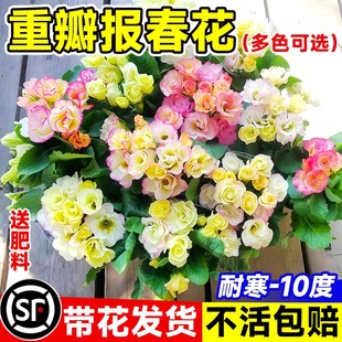 速发玫瑰报春花盆栽带花重瓣迎春花小苗物内外年花园多台生植室耐