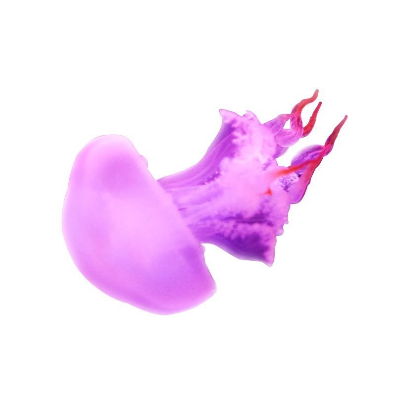 速发赤月水母活物火箭小水母海蜇苗不发光水母非淡水观赏鱼