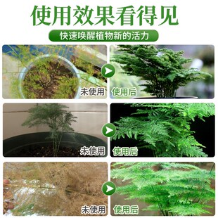 文竹营养液治黄叶花肥p云竹专用肥料云松水培盆栽免稀释液体肥养
