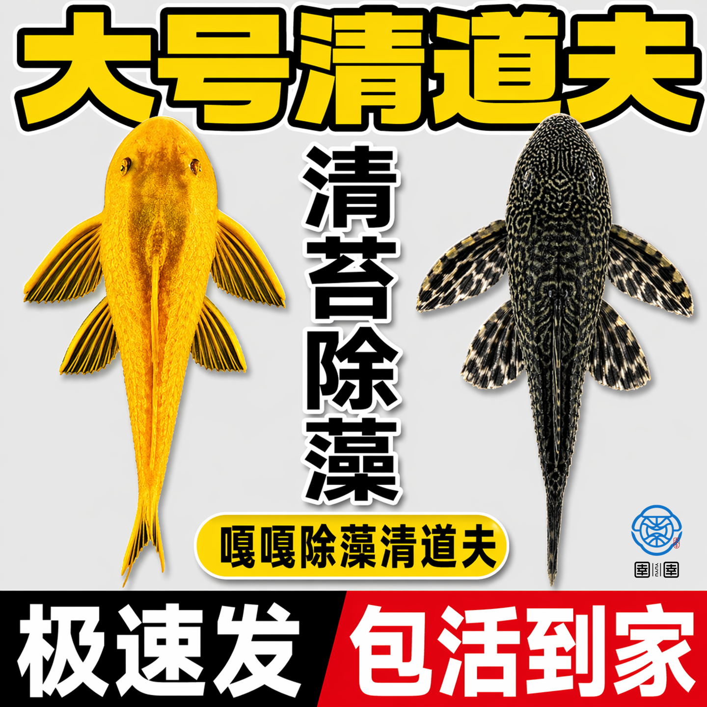 鱼缸清道夫清洁工除藻专吃屎垃圾粪便清理藻类残饵热带淡水观赏鱼