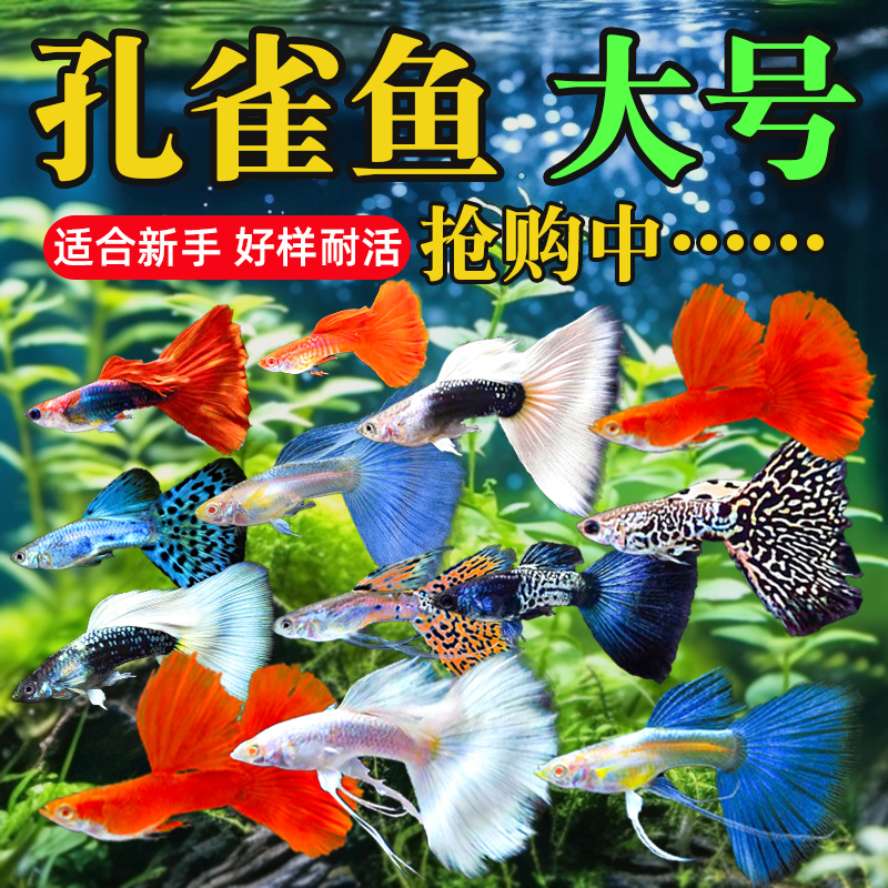 孔雀热带观赏鱼苗淡水冷水小型小鱼好养耐活耐养金鱼凤尾斑马活鱼